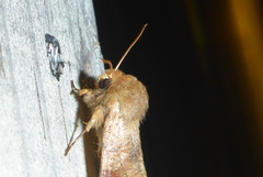 Orthosia rubescens