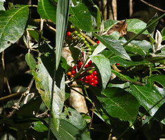 Solanum giganteum