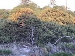 Melaleuca halmaturorum
