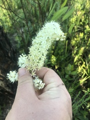 Stenanthium texanum