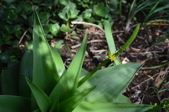 Bulbine latifolia latifolia