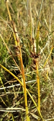 Carex pilulifera