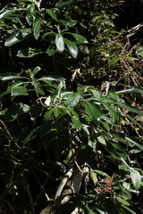 Solanum giganteum