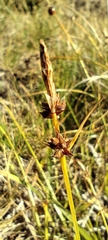 Carex pilulifera, photograph (c) Santiago Martín-Bravo, some rights reserved (CC BY)