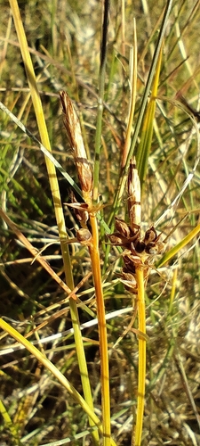 Carex pilulifera, photograph 3