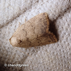 Anachrostis
