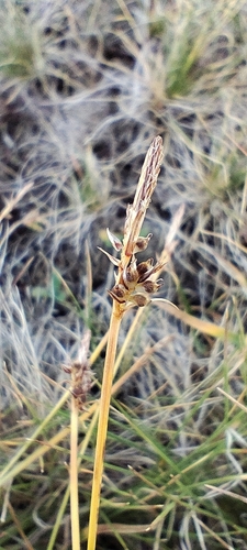 Carex pilulifera, photograph 4