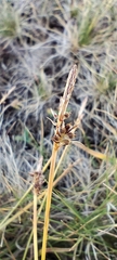 Carex pilulifera, photograph (c) Santiago Martín-Bravo, some rights reserved (CC BY)