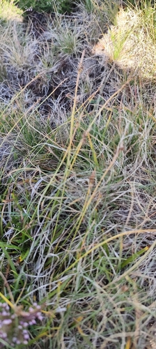 Carex pilulifera, photograph 5