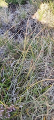 Carex pilulifera, photograph (c) Santiago Martín-Bravo, some rights reserved (CC BY)