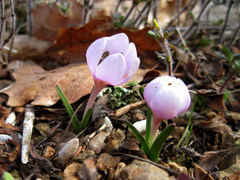 Colchicum triphyllum