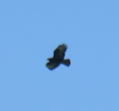 Buteo buteo buteo