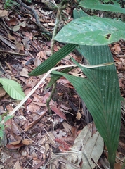 Dipsas palmeri