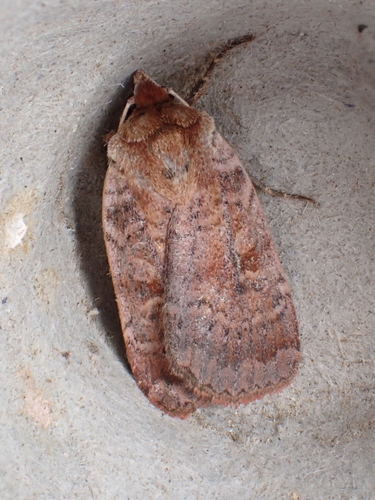 Lycophotia Moth photo 4