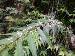 Pentasachme caudatum