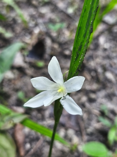 Cipura campanulata, photograph 6