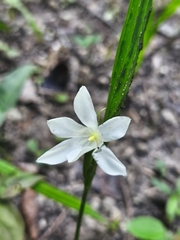 Cipura campanulata, photograph (c) Miguel Sho, some rights reserved (CC BY)