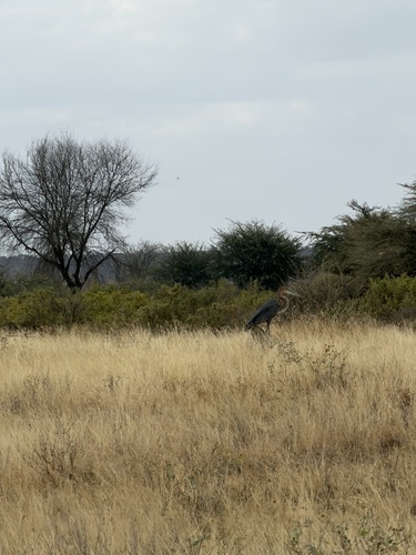 iNaturalist image