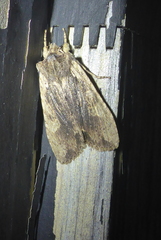 Lithophane hemina