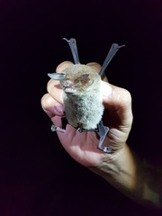 Pteronotus mesoamericanus