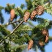 Common Douglas-Fir - Photo (c) Anne Parsons, some rights reserved (CC BY-NC), uploaded by Anne Parsons