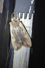 Lithophane hemina