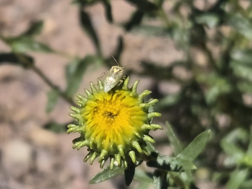 Curlycup Gumweed
