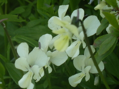 Viola etrusca