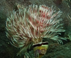 Protula bispiralis