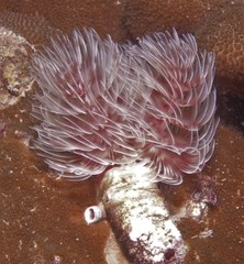 Protula bispiralis