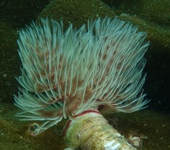 Protula bispiralis