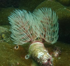 Protula bispiralis