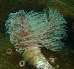 Protula bispiralis