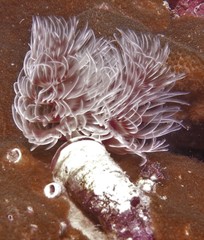 Protula bispiralis