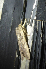 Lithophane hemina