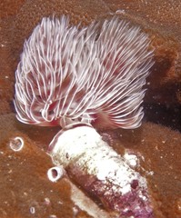 Protula bispiralis