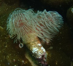 Protula bispiralis