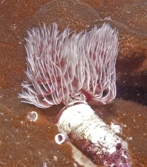 Protula bispiralis