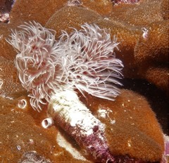 Protula bispiralis