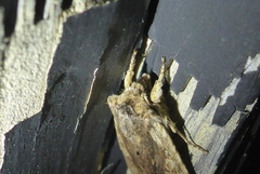 Lithophane hemina