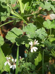 Pelargonium odoratissimum