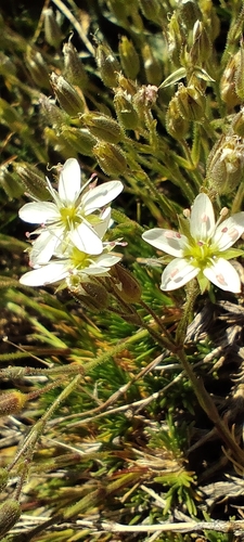Minuartia recurva