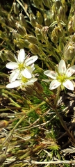Minuartia recurva