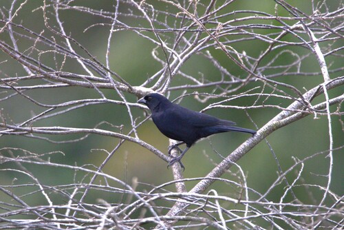 Screaming Cowbird