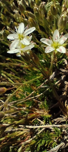 Minuartia recurva, photograph 2