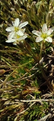 Minuartia recurva, photograph (c) Santiago Martín-Bravo, some rights reserved (CC BY)