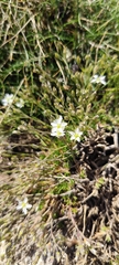 Minuartia recurva, photograph (c) Santiago Martín-Bravo, some rights reserved (CC BY)