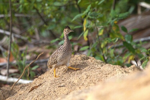 White-bellied Nothura