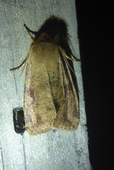 Orthosia rubescens