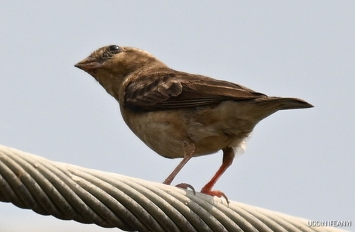 iNaturalist image